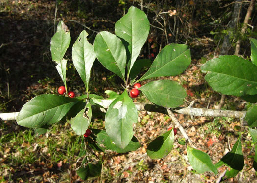 image of Ilex decidua, Possumhaw, Possumhaw Holly