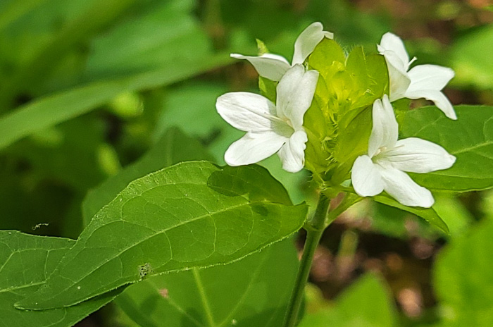 image of Yeatesia viridiflora, Yellow Bractspike