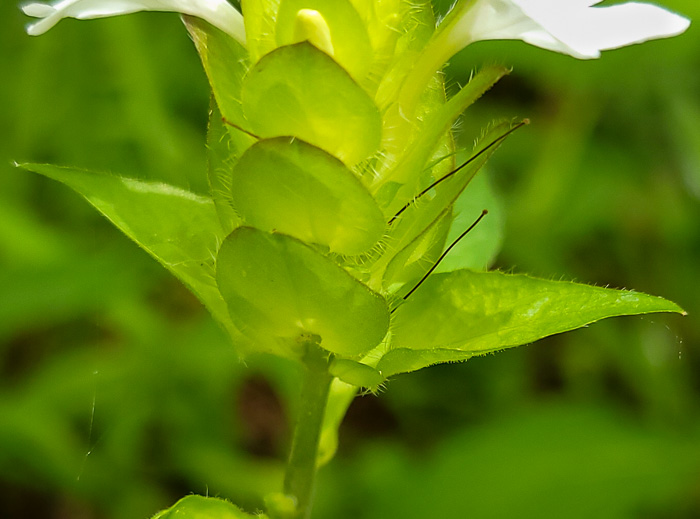 image of Yeatesia viridiflora, Yellow Bractspike