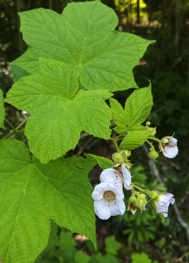 image of Rubacer odoratum, Purple Flowering-raspberry, Thimbleberry, Eastern Mapleleaf-raspberry