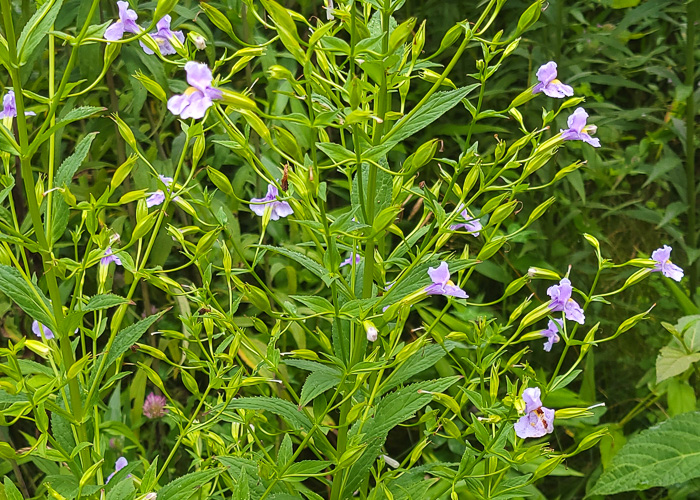 image of Mimulus ringens var. ringens, Allegheny Monkeyflower, Square-stemmed Monkeyflower