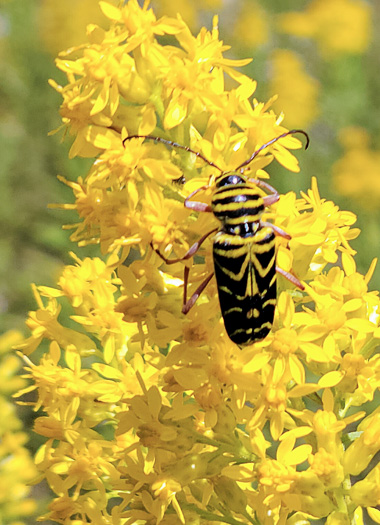 image of Solidago rigidiuscula, Narrowleaf Showy Goldenrod, Slender Showy Goldenrod, Stiff-leaved Showy Goldenrod, Prairie Goldenrod