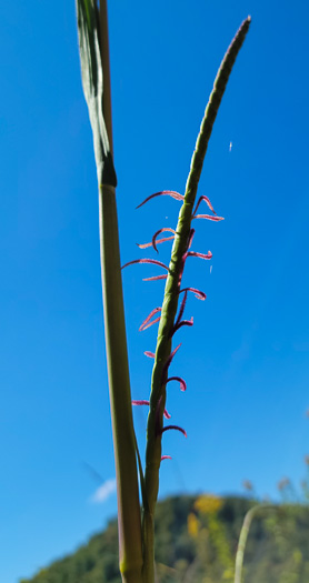 image of Tripsacum dactyloides var. dactyloides, Gama Grass, Eastern Gamagrass