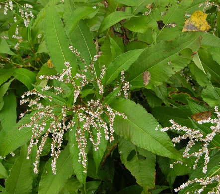 image of Koenigia polystachya, Himalayan Knotweed, Kashmir Plume, cultivated knotweed