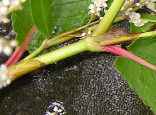 image of Koenigia polystachya, Himalayan Knotweed, Kashmir Plume, cultivated knotweed