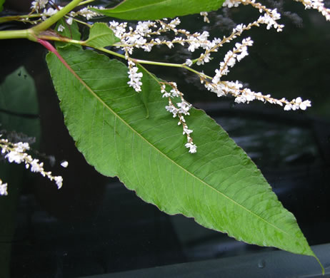 image of Koenigia polystachya, Himalayan Knotweed, Kashmir Plume, cultivated knotweed