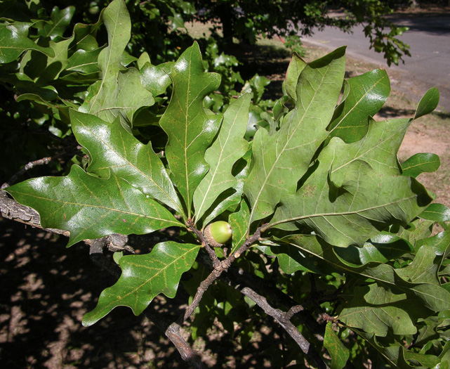 image of Quercus austrina, Bluff Oak, Bastard Oak