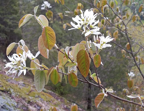 image of Amelanchier sanguinea, Roundleaf Serviceberry, New England Serviceberry