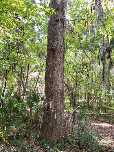 image of Quercus austrina, Bluff Oak, Bastard Oak