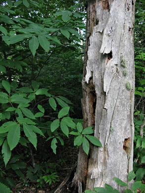 image of Castanea dentata, American Chestnut