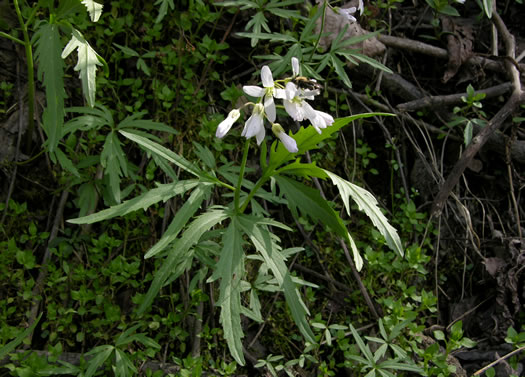 image of Cardamine concatenata, Cutleaf Toothwort