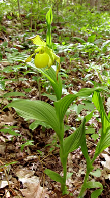 image of Cypripedium parviflorum var. pubescens, Large Yellow Lady's Slipper