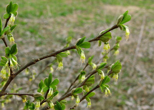 image of Dirca palustris, Eastern Leatherwood, Leatherbark, Wicopee, Rope-bark