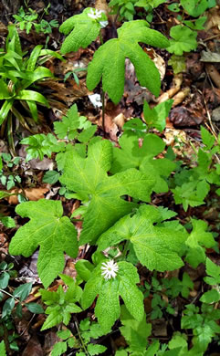 image of Hydrastis canadensis, Goldenseal