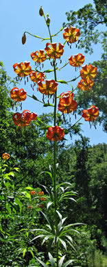 image of Lilium superbum, Turk's-cap Lily, Lily-royal, Superb Lily