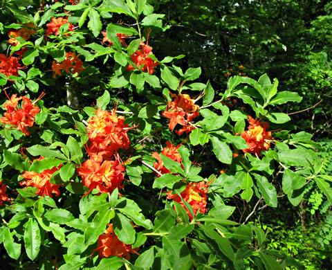 image of Rhododendron calendulaceum, Flame Azalea