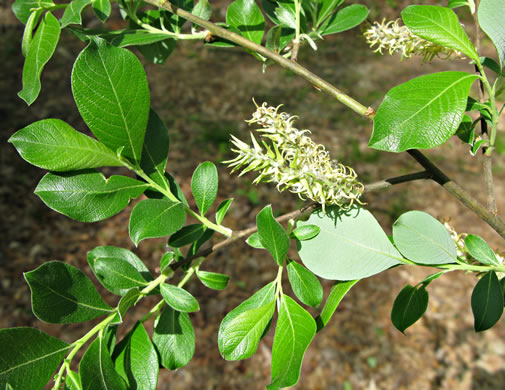 image of Salix caprea, Goat Willow, Great Sallow