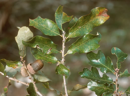 image of Quercus durandii var. breviloba, Bigelow Oak