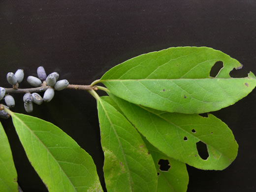 image of Symplocos tinctoria, Horsesugar, Sweetleaf, Dyebush