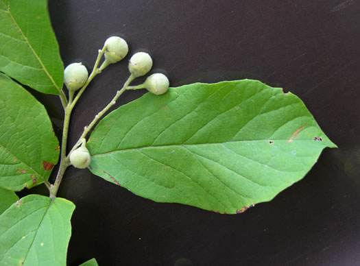 image of Styrax grandifolius, Bigleaf Snowbell, Bigleaf Storax, Large-leaved Storax