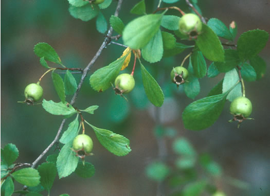 image of Crataegus munda, Dwarf Hawthorn, Restful Hawthorn, Neat Hawthorn