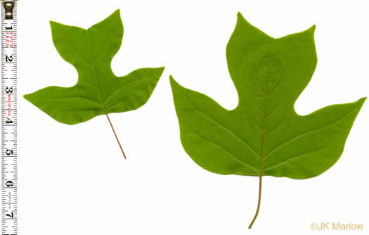 image of Liriodendron tulipifera var. tulipifera, Tulip-tree, Yellow Poplar, Whitewood