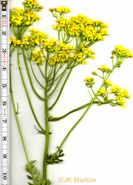 image of Packera anonyma, Small's Ragwort, Squaw-weed, Appalachian Ragwort