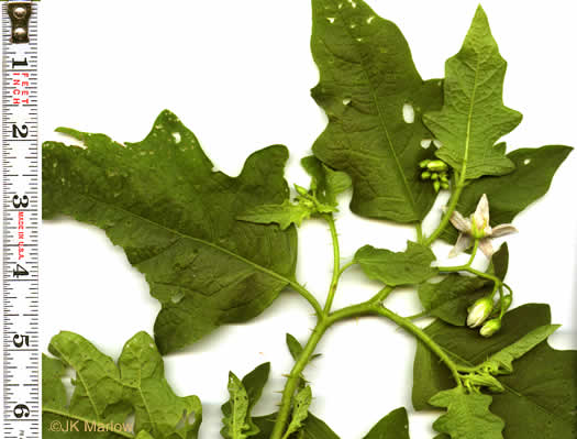 image of Solanum carolinense var. carolinense, Carolina Horsenettle, Ball-nettle