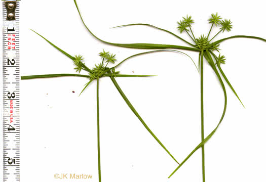 image of Cyperus croceus, Baldwin's Flatsedge