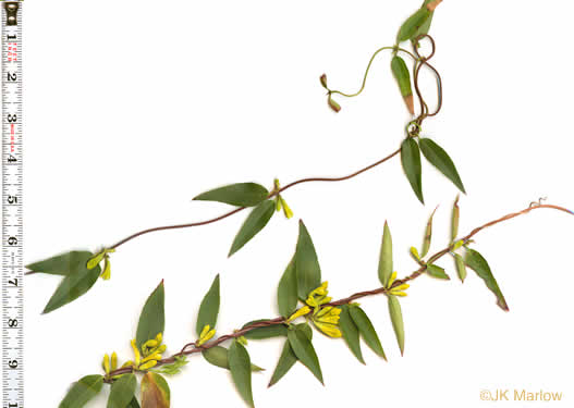 image of Gelsemium sempervirens, Carolina Jessamine, Yellow Jessamine