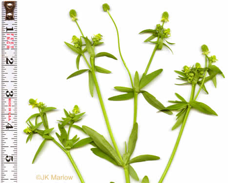 image of Ranunculus abortivus, Kidneyleaf Buttercup, Early Wood Buttercup, Small-flowered Buttercup, Kidneyleaf Crowfoot