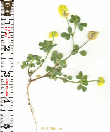 image of Trifolium campestre, Hop Clover, Low Hop Clover, Field Clover