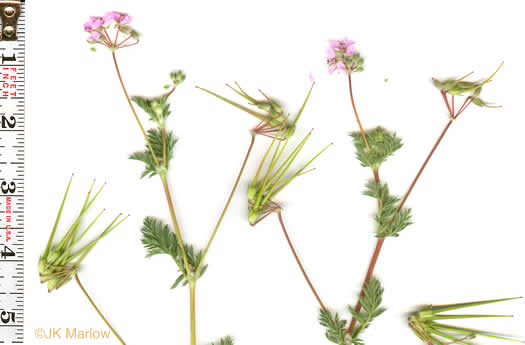 image of Erodium cicutarium, Common Storksbill, Redstem Storksbill, Heronsbill, Redstem Filaree