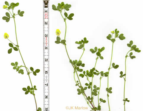 image of Trifolium campestre, Hop Clover, Low Hop Clover, Field Clover