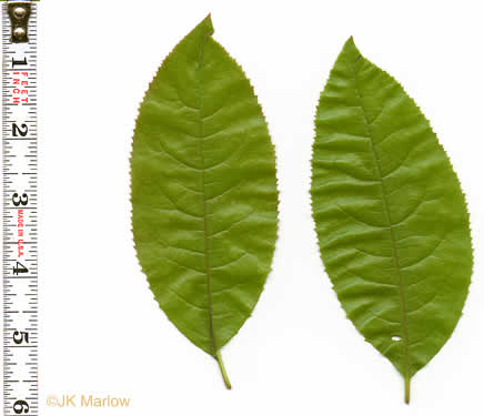 image of Oxydendrum arboreum, Sourwood, Sorrel-tree