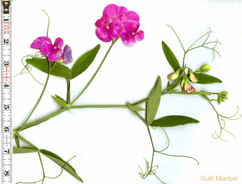 image of Lathyrus latifolius, Everlasting Pea, Perennial Sweet Pea