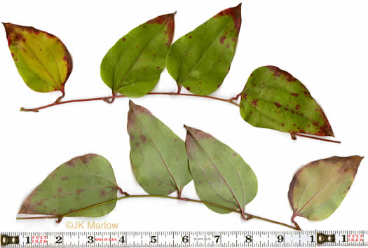 image of Smilax rotundifolia, Common Greenbrier, Common Catbrier, Bullbrier, Horsebrier