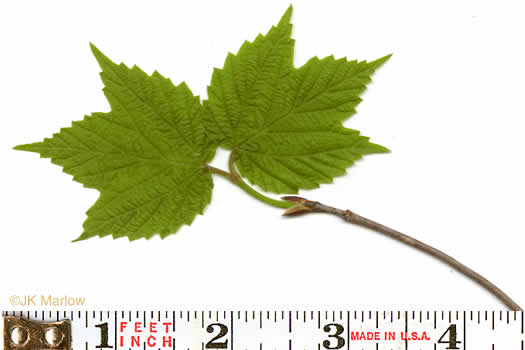 image of Viburnum acerifolium, Mapleleaf Viburnum, Maple-leaved Arrowwood, Dockmackie