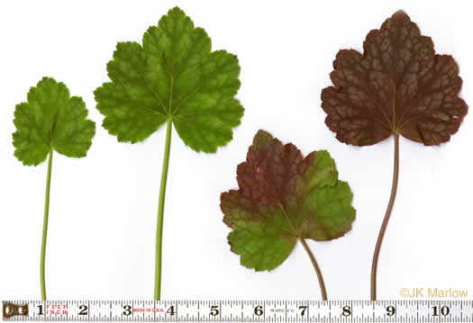 image of Heuchera americana, American Alumroot