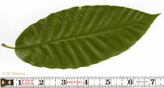 image of Castanea mollissima, Chinese Chestnut