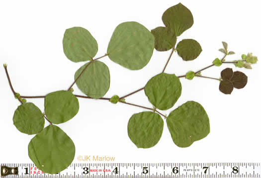 image of Desmodium rotundifolium, Roundleaf Tick-trefoil, Dollarleaf, Prostrate Tick-trefoil, Sessileleaf Tick-trefoil