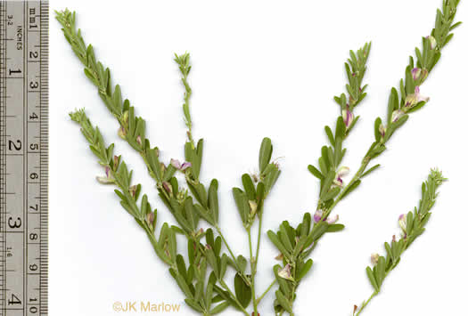 image of Lespedeza cuneata, Sericea Lespedeza, Chinese Lespedeza, Sericea