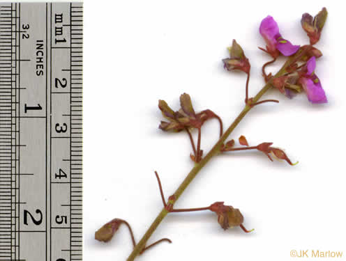 image of Desmodium ciliare, Hairy Small-leaf Tick-trefoil, Littleleaf Tick-trefoil