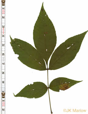 image of Carya glabra, Pignut Hickory