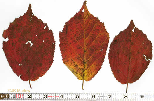 image of Corylus americana, American Hazelnut, American Filbert