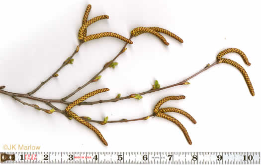 image of Betula nigra, River Birch, Red Birch