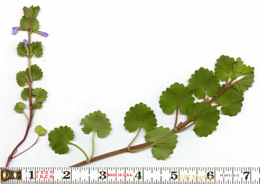 image of Glechoma hederacea, Ground Ivy, Gill-over-the-ground, Creeping Charlie