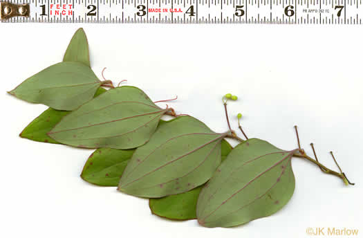 image of Smilax rotundifolia, Common Greenbrier, Common Catbrier, Bullbrier, Horsebrier