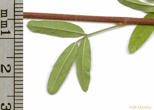 image of Lespedeza virginica, Virginia Lespedeza, Slender Lespedeza, Virginia Bush-clover, Slender Bush-clover