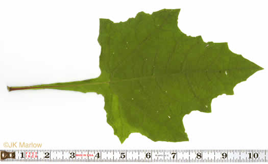 image of Smallanthus uvedalia, Bearsfoot, Hairy Leafcup, Yellow Leafcup